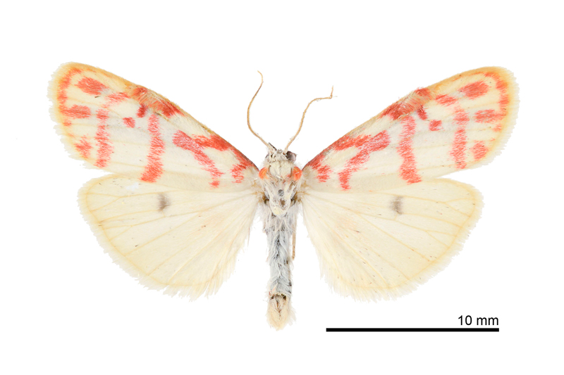 Nephelomilta karenkonis Male